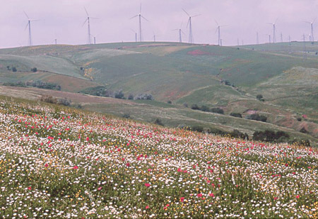 12 Declivio in fiore