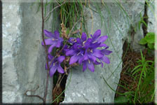foto di giulio martino