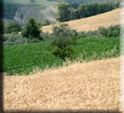 foto di giulio martino