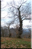 foto di roberto pellino